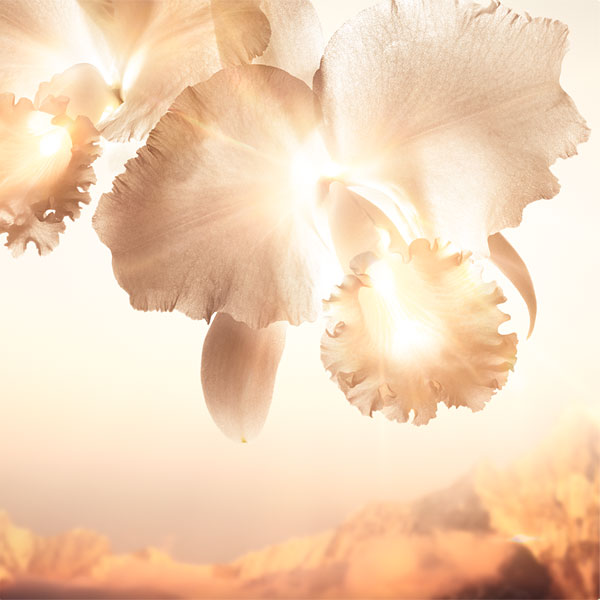 光之主宰喜瑪拉雅雪蘭